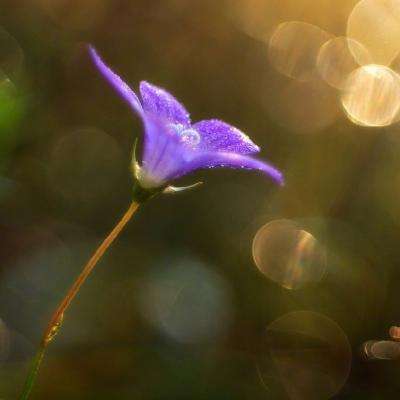 非遗花馍“蒸蒸”日上