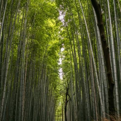 韩红申请出战歌手